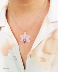 Image 1 of "Phalaenopsis" pequeñas | Variedad