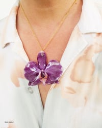 Image 1 of "Phalaenopsis" grandes | Variedad