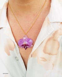 Image 4 of "Phalaenopsis" medianas | Variedad