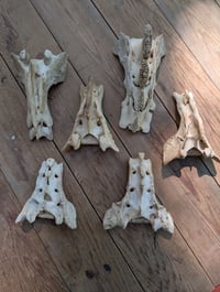 Image 2 of Sacrum