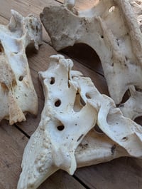 Image 1 of Sacrum
