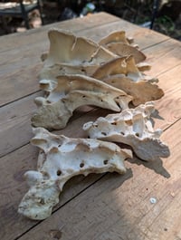 Image 3 of Sacrum