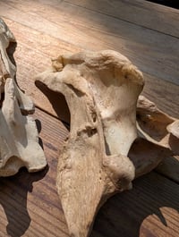Image 5 of Sacrum
