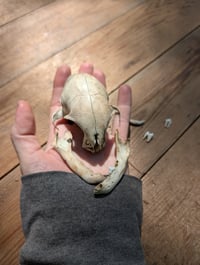 Image 1 of Domestic cat skull