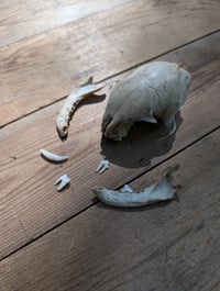 Image 2 of Domestic cat skull