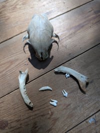 Image 3 of Domestic cat skull