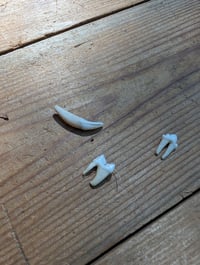 Image 4 of Domestic cat skull