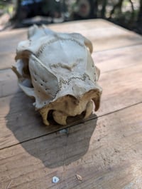 Image 2 of (doe) Deer skull