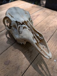 Image 1 of (doe) Deer skull