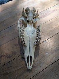 Image 3 of (doe) Deer skull