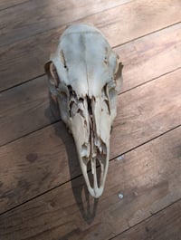 Image 4 of (doe) Deer skull