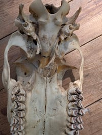 Image 5 of (doe) Deer skull