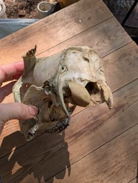 Image 3 of (buck)  Deer skull