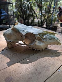 Image 4 of (buck)  Deer skull