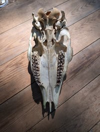 Image 5 of (buck)  Deer skull