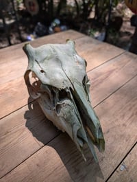 Image 2 of (buck)  Deer skull