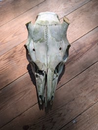 Image 1 of (buck)  Deer skull