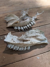 Image 5 of Deer jaw fragments (set A)