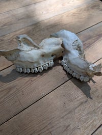 Image 3 of Deer jaw fragments (set A)