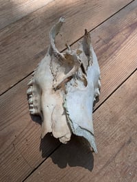 Image 4 of Deer jaw fragments (set A)