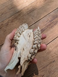 Image 2 of Deer jaw fragments (set A)