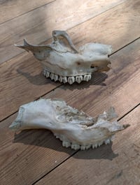Image 1 of Deer jaw fragments (set A)