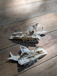 Image 3 of Deer jaw fragments (set B)