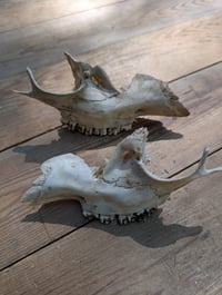 Image 1 of Deer jaw fragments (set B)