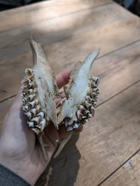Image 2 of Deer jaw fragments (set B)