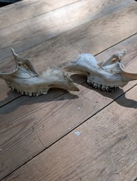 Image 4 of Deer jaw fragments (set B)