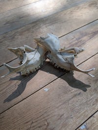 Image 5 of Deer jaw fragments (set B)