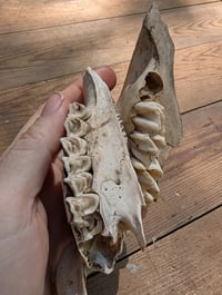 Image 3 of Sheep jaw fragments (set C)