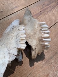 Image 2 of Sheep jaw fragments (set C)