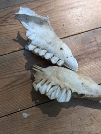 Image 4 of Sheep jaw fragments (set C)