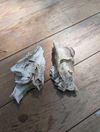Image 5 of Sheep jaw fragments (set C)
