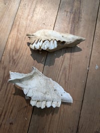 Image 1 of Sheep jaw fragments (set C)