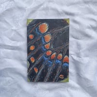 Image 1 of Macro Swallowtail Limited Edition Canvas