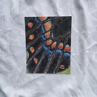 Macro Swallowtail Limited Edition Paper Print