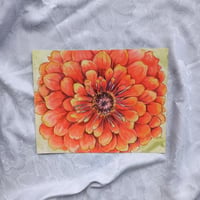 Zinnia Limited Edition Paper Print