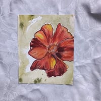 Signet Marigold –Giclée Fine Art Print 8x10 