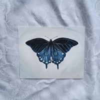 Pipevine Swallowtail–Giclée Fine Art Print 8x10