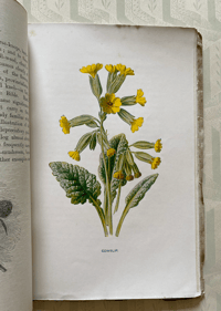 Image 2 of Familiar Wild Flowers booklet Part 4