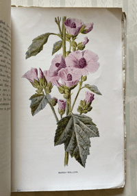 Image 2 of Familiar Wild Flowers Booklet Part 26