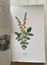 Image 2 of Familiar Wild Flowers Booklet Part 6