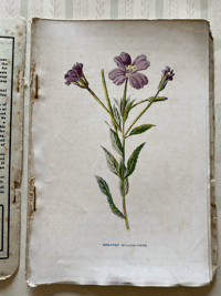 Image 2 of Familiar Wild Flowers Booklet Part 5