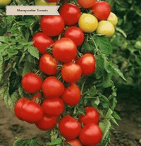 Moneymaker Tomatoes