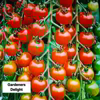 Gardener's Delight Tomatoes 
