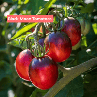 Black Moon Tomatoes
