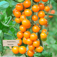 Sungold Cherry Tomatoes