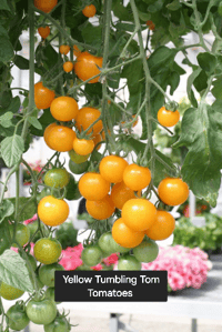 Yellow Tumbler Tomatoes